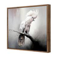 Lonely Cockatoo