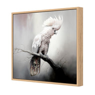 Lonely Cockatoo