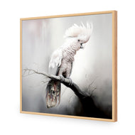 Lonely Cockatoo