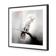 Lonely Cockatoo