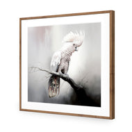 Lonely Cockatoo