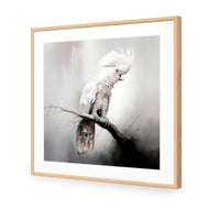 Lonely Cockatoo