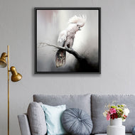 Lonely Cockatoo