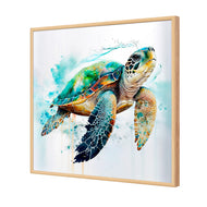 Sea Turtle Spotlight