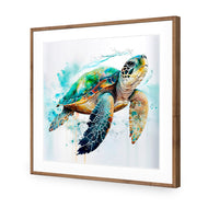 Sea Turtle Spotlight