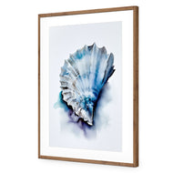 Watercolour Shell I