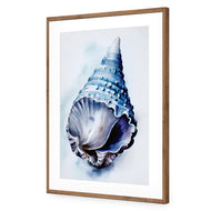 Watercolour Shell II