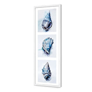Watercolour Shell Montage
