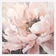 Peonies in Bloom II