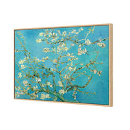 Blossoming Almond Tree (Shelved)