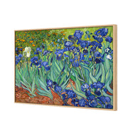Irises (shelved)