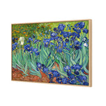 Irises (stock)