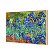 Irises (stock)