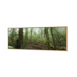 Mossy Rainforest