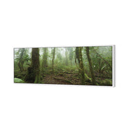 Mossy Rainforest