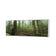Mossy Rainforest