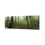 Mossy Rainforest