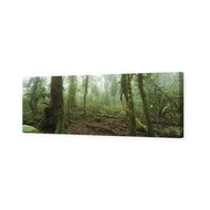 Mossy Rainforest