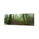 Mossy Rainforest