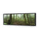 Mossy Rainforest