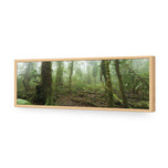 Mossy Rainforest