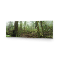 Mossy Rainforest