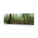 Mossy Rainforest