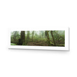 Mossy Rainforest