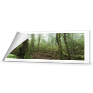 Mossy Rainforest