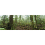 Mossy Rainforest
