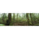 Mossy Rainforest