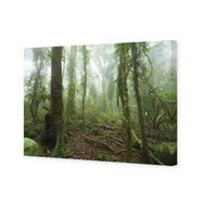 Mossy Rainforest