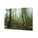 Mossy Rainforest