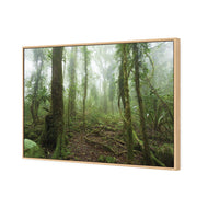 Mossy Rainforest