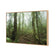 Mossy Rainforest