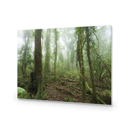 Mossy Rainforest