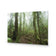 Mossy Rainforest