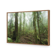 Mossy Rainforest