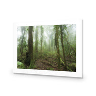 Mossy Rainforest