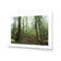 Mossy Rainforest