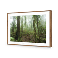 Mossy Rainforest