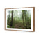 Mossy Rainforest