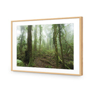 Mossy Rainforest