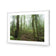 Mossy Rainforest