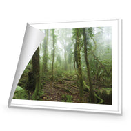 Mossy Rainforest