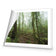 Mossy Rainforest
