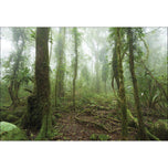 Mossy Rainforest