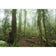 Mossy Rainforest
