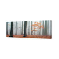 Misty Autumn Forest