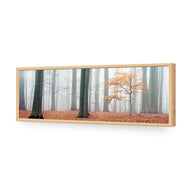 Misty Autumn Forest